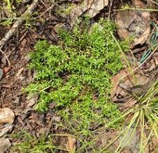 Image result for Laurembergia repens