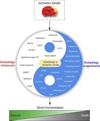 This price depends on counterparty credit. Autophagy In Ischemic Stroke Sciencedirect