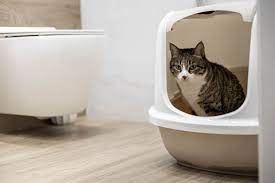 猫のトイレの大きさはどれがいい？選び方や置き場所についても解説 | UCHINOCO ＜うちの子＞ さん