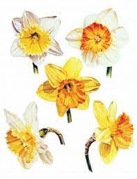 Pin On Boys Flowers