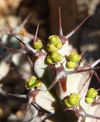 Image result for Euphorbia schinzii