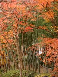 紅葉 って英語で何と言うの How Do You Say エスタミネー英語教室 長崎 長与 時津方面で英会話 Toeic ビジネス英語 医療英語