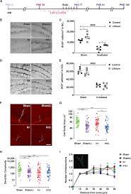 Lithium Treatment Reverses Irradiation Induced Changes In Rodent Neural Progenitors And Rescues Cognition Molecular Psychiatry