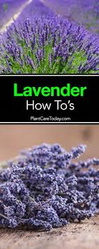 How To Tips On Growing Lavender Growing Lavender Hydroponic Growing Hydroponic Gardening