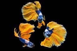 Betta fish plakat halfmoon fancy candy multicolor. Free Betta Stock Photos Stockvault Net