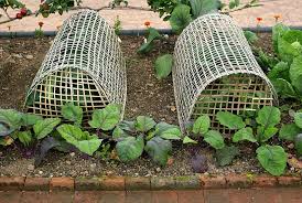 What can you do to protect your vegetable garden from animals? Vegetable Seedling Protection Harvest To Table