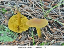 Image result for Russula flavida