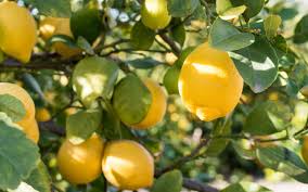 Add to wish list add to compare. 8 Tips For Growing Lemon Trees In Large Planters
