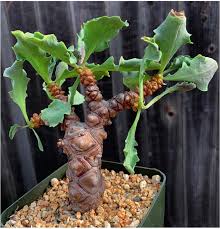 The leaves of a cactus have been reduced to spines to deter herbivory. Pachycaul Othonnas