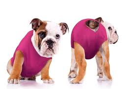 no more e collars for dogs surgi snuggly eases dog wound