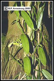 Like many orchids, vanilla bean orchid is a tropical species that requires high temperatures and humidity to thrive. Vanilla Ice Cream Bean Hops Turmeric Parmentiera Photos