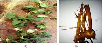 Image result for Clematis hirsuta