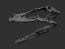 Full Size Velociraptor Skull Animal Skeletons Velociraptor Velociraptor Dinosaur