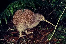 We did not find results for: Featured Creature Kiwi Blog Nature Pbs