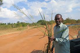 Image result for Oryza longistaminata