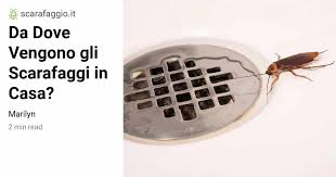 Da Dove Vengono Gli Scarafaggi In Casa Scarafaggio It