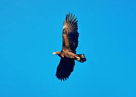 Maybe you would like to learn more about one of these? Rovfaglar I Sverige Sa Kanner Du Igen Dem Land