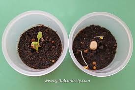 The first set of true leaves are pointing straight up to where they are just about in the closed position, and look like they. Do Seeds Need Light To Grow Seed Experiments For Kids