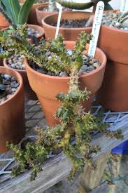 Image result for Kanahia laniflora