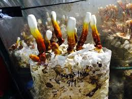 Image result for Ganoderma curtisii