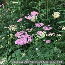 Image result for Pimpinella buchananii