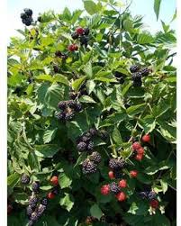 Fruit plants, fruit trees, fruit bushes & nut trees. Morningvale High Delicious Dwarf Rare Rubus Fruticosus Blackberry Tasty Fruit Live Plant 1 Plant Price In India Buy Morningvale High Delicious Dwarf Rare Rubus Fruticosus Blackberry Tasty Fruit Live Plant 1