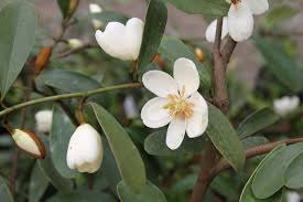 Image result for Pupalia grandiflora