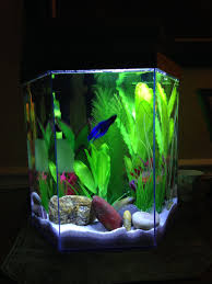 One Of My Newest Additions This Tank Is An Eclipse Hex 5 So Far So Good Thank You To My Si Small Fish Tanks Fish Tank Decorations Fish Aquarium Decorations