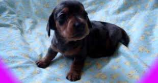 Black And Tan Mini Dachshund Cute Little Barking Mini Dachshund Puppy Mini Dachshund Dachshund Love Dachshund Puppy