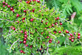 Image result for Cotoneaster