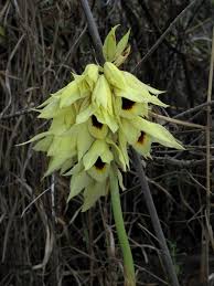 Image result for Orthochilus