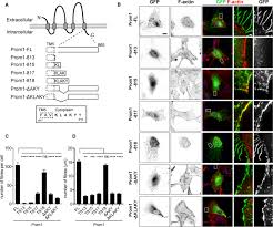 C) the plasma membranes of the cells of vertebrate animals contain more cholesterol than the mitochondrial membranes. Prominin 1 Modulates Rho Rock Mediated Membrane Morphology And Calcium Dependent Intracellular Chloride Flux Scientific Reports