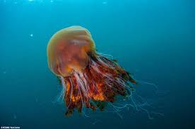 It has been known to have a bell with a diameter of 2.3 metres (7 ft 6 in) and tentacles 37 m (120 ft) long. Oceana Auf Twitter Meet The Lion S Mane Jellyfish The Largest Jelly Species In The World With Tentacles Up To 190 Feet Long And A Bell Diameter Of Almost 7 Feet Wide