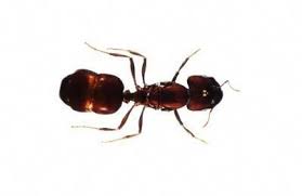 Black Ant Sugar Ant Bites Pictures How To Ant Proof Your Kitchen With Lemons Black Ants Ant Bites Rid Of Ants