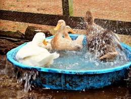 It might explain, for instance, the case of a famous professor who died recently after an. Keeping Ducks Cool In The Heat Of Summer Hgtv
