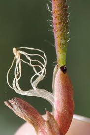 Image result for Aeschynomene cristata