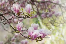 Japanese flowering cherry tree seeds. Best Trees For Gardeners In New England