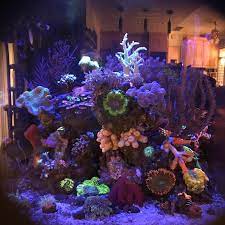 Rock Flower Anemone Help When Do I Pull The Plug Invertebrate Forum Nano Reef Community