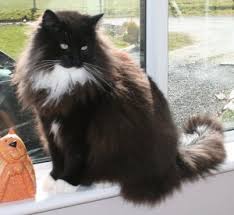 Cats all motors for sale property jobs services community pets. Norwegian Forest Cat Colours Norwegian Forest Cat Society Uk