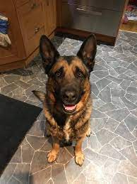 Find 519 german shepherds for sale on freeads pets in county durham. Marley West Yorks