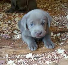 Looking for a puppy or dog in alabama? Akc Silver Male Labs For Sale In Scottsboro Alabama Classified Americanlisted Com