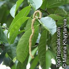 Image result for Streblus