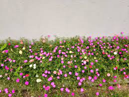 Pokok bunga porana merupakan salah satu bunga kesukaan lebah kelulut atau klanceng. Smartgrow Agro Jom Cantik Kan Halaman Rumah Pokok Bunga Kembang Pukul 10 Rose Jepun