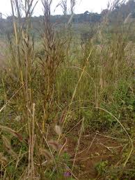 Image result for Hyparrhenia quarrei