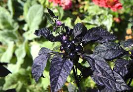 We did not find results for: How To Grow Ornamental Peppers