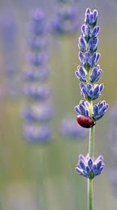 Sueño con poder llegar a más países, que la gente conozca el talento santandereano y colombiano. 150 Idee Su Fiori Nel 2021 Fiori Natura Bellissimi Fiori