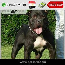 مصر الأسكندرية جرو بيتبول بولي ابن ديمون pet4sell dogs animals pitbulls