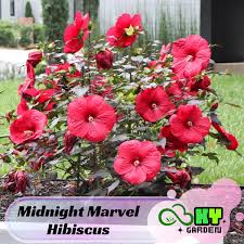 Image result for Hibiscus meyeri