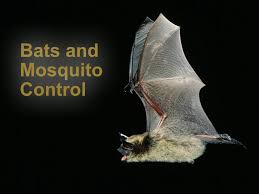 To eliminate bats in the barn or in porch, you'd better follow the rules of exclusion technique. Bats And Mosquito Control Bat Conservation And Management Inc