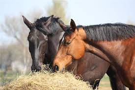Can A Horse Live On Hay Or Grass Alone Equestrian Space